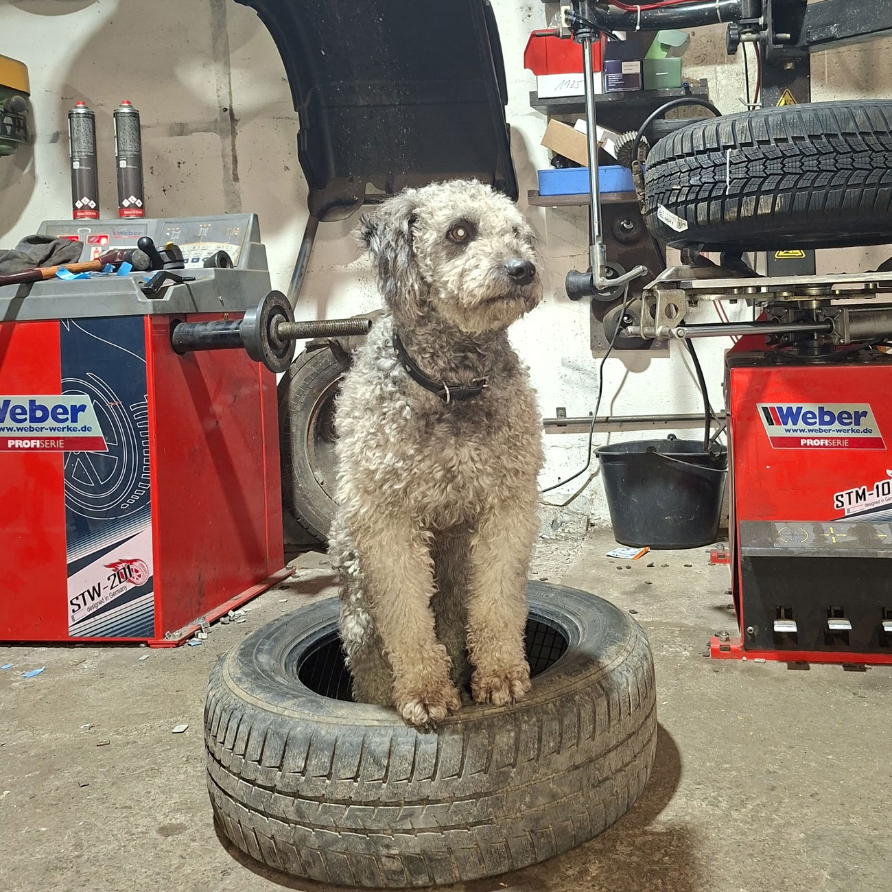 h_01 Werkstatt Hund Harry