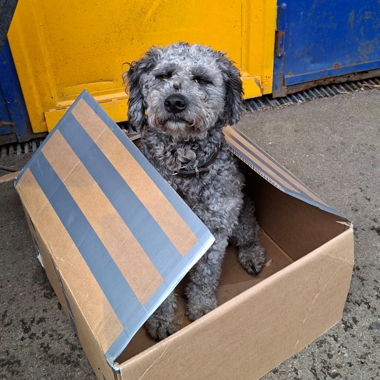 Harry - Werkstatthund